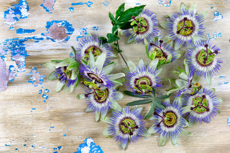 Blue passion flowers stacked on old paint wood background-Passiflora caerulea -Medicinal flowerの写真素材
