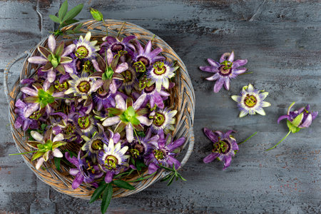 basket of Passionflowers -Passiflora Incarnata and Blue Passionflower Caerulea .の写真素材