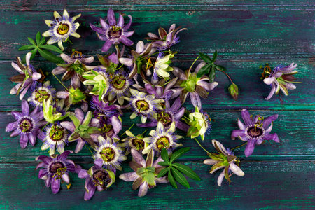 Pile of Passionflowers -Passiflora Incarnata and Blue Passionflower Caerulea .の写真素材