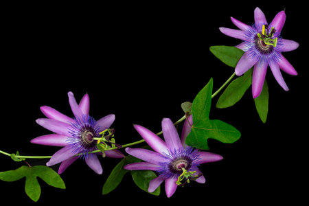 Passionflowers clinging to the branch in horizontal close-upの写真素材