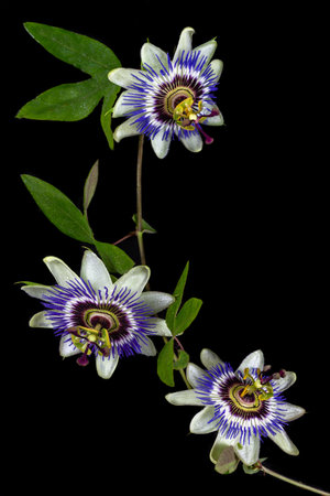 Passionflowers clinging to the branch in horizontal close-upの写真素材
