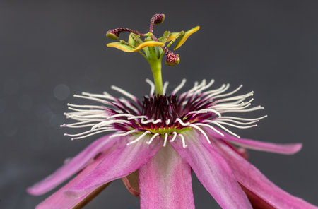 Magenta-colored passionflower - Medicinal flower in macro.の写真素材
