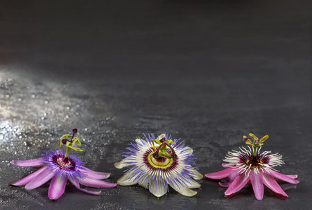 Three passionflower of different colors with dewdrops - Medicinal flowers.の写真素材