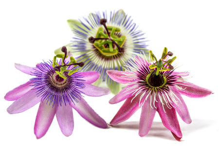Passionflower -Medicinal flower, on white backgroundの写真素材