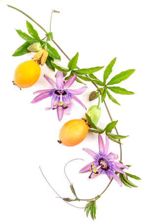 Medicinal virtues-Passionflower with their fruits-Text space at the top.の写真素材