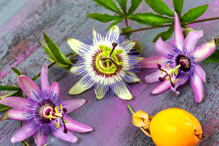 Passionore -Medicinal and edible flower.の写真素材