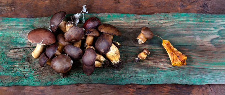 Panoramic view of a cep harvest seen from aboveの写真素材