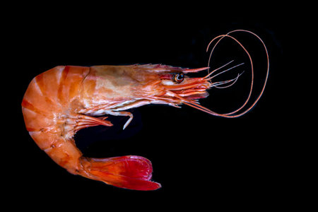Large shrimp cooked in macro on a black backgroundの写真素材