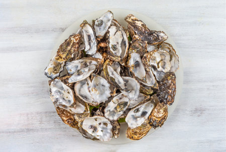 Empty oyster shell to be recycled for health, care, gardening, agriculture, cosmetics, pharmaceuticalsの写真素材