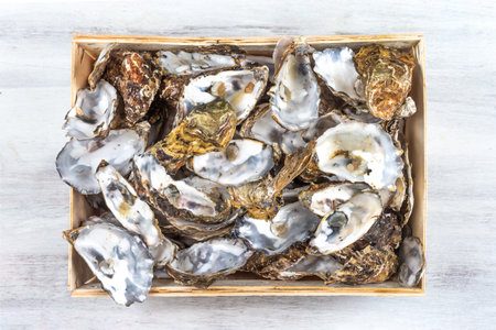 Empty oyster shell to be recycled for health, care, gardening, agriculture, cosmetics, pharmaceuticalsの写真素材