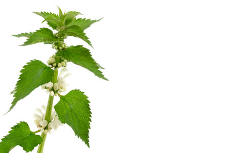Spring leaf branch white young nettle isolated on a white background. PNG file with transparent background.の写真素材