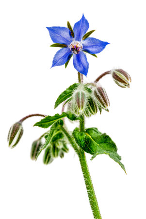 Closeup of the pretty blue flowers and buds on a borage plant, Borago officinalis, on whiteの写真素材