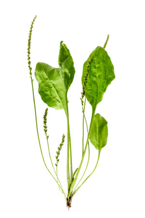 Plantago lanceolata, plantain, ribwort plantain, ribleaf, buckhorn plantain, buckhorn lamb's tongueon whiteの写真素材