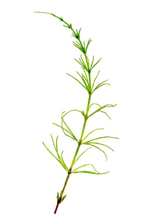 Cutting horsetail plants isolated on white backgroundの写真素材