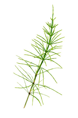 Cutting horsetail plants isolated on white backgroundの写真素材