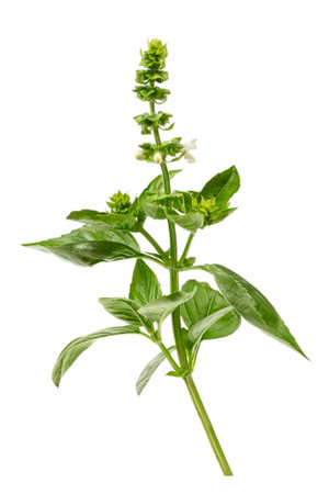 Ocimum basilicum, a culinary herb in the mint family Lamiaceae. branch of basil on whiteの写真素材