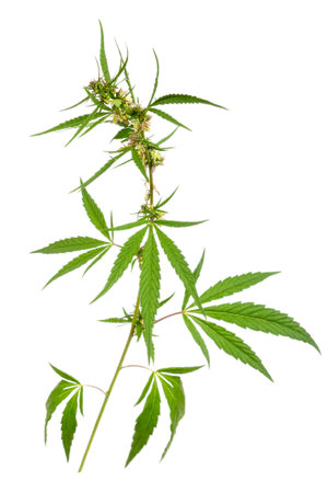 Green cannabis leaves. CBD extract from hemp leaf, Concept of herbal alternative medicine, THC oil pharmaceutical.の写真素材
