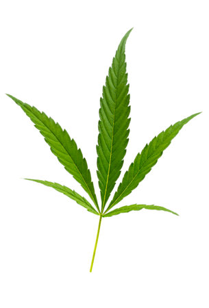 Green cannabis leaves. CBD extract from hemp leaf, Concept of herbal alternative medicine, THC oil pharmaceutical.の写真素材