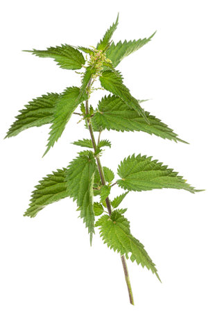 Creative layout made of nettle on the white background. Flat lay. Macro concept.の写真素材