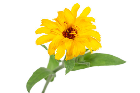 One beautiful calendula flowers with leaves isolated on a white background. Marigold flowers.の写真素材