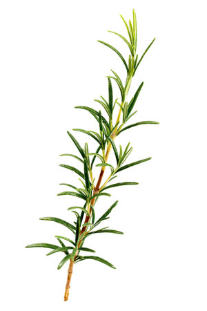Fresh Rosemary Herb Set for cooking and medicine isolated over a white backgroundの写真素材