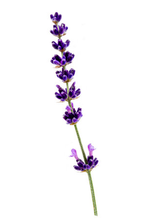 Lavender macro. Lavender flowers isolated. Bunch of lavender on whiteの写真素材