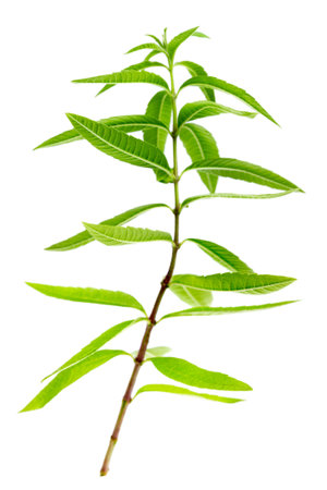 close-up of aromatic lemon verbena,scented herb for aromatic preparation on whiteの写真素材
