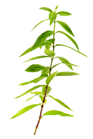 close-up of aromatic lemon verbena,scented herb for aromatic preparation on whiteの写真素材
