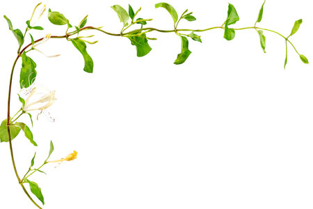 Lonicera japonica, known as Japanese honeysuckle and golden-and-silver honeysuckle isolated on a whiteの写真素材