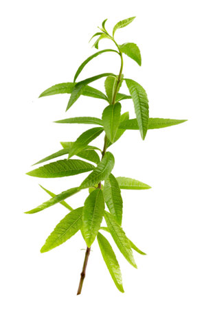 close-up of aromatic lemon verbena,scented herb for aromatic preparation on whiteの写真素材