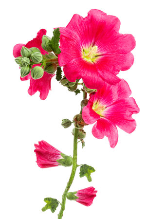 Beautiful fresh pink hollyhock flower bunch isolated on white backgroundの写真素材