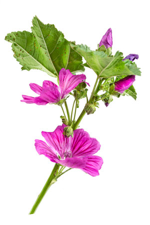 Violet Common Mallow flower (Malva Sylvestris) isolated on whiteの写真素材