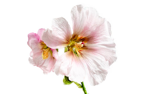 Beautiful fresh pink hollyhock flower bunch isolated on white backgroundの写真素材