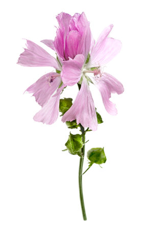Violet Common Mallow flower (Malva Sylvestris) isolated on whiteの写真素材