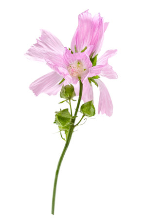Violet Common Mallow flower (Malva Sylvestris) isolated on whiteの写真素材