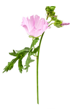 Violet Common Mallow flower (Malva Sylvestris) isolated on whiteの写真素材