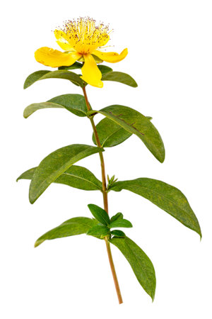 Perforate St John's-Wort Flowers Isolated on White Background.の写真素材