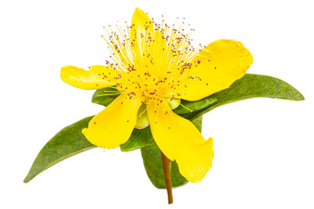 Perforate St John's-Wort Flowers Isolated on White Background.の写真素材