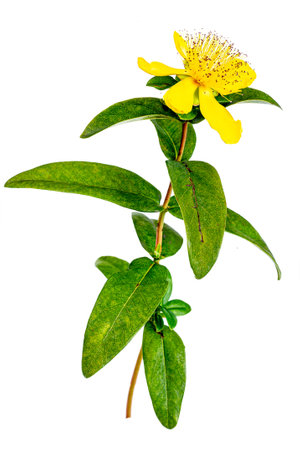Perforate St John's-Wort Flowers Isolated on White Background.の写真素材
