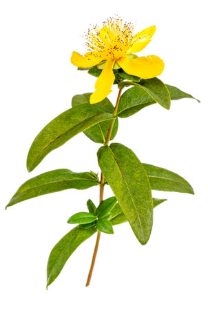 Perforate St John's-Wort Flowers Isolated on White Background.の写真素材