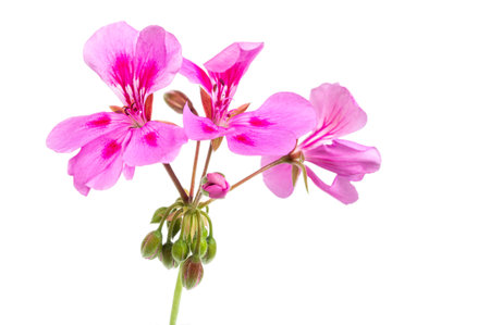 pink flowers of rose geranium isolated on a white backgroundの写真素材