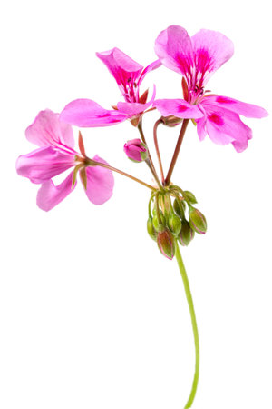 pink flowers of rose geranium isolated on a white backgroundの写真素材