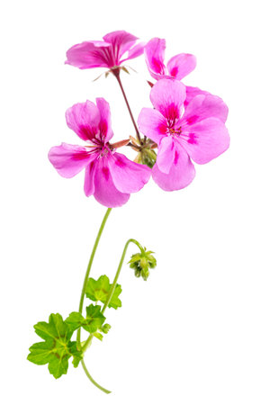 pink flowers of rose geranium isolated on a white backgroundの写真素材