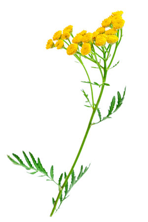Tansy flowers on a white background.の写真素材