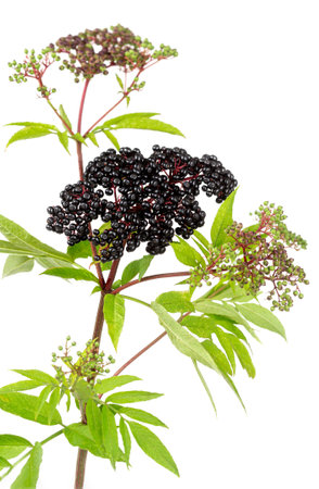 corymb of dwarf elder - sambucus ebulus with black toxic fruits wild plantの写真素材