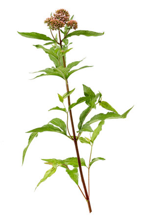 Eupatorium cannabinum, Commonly known as hemp-agrimony, or holy rope in bloomの写真素材