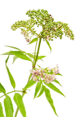 corymb of dwarf elder - sambucus ebulus with black toxic fruits wild plantの写真素材