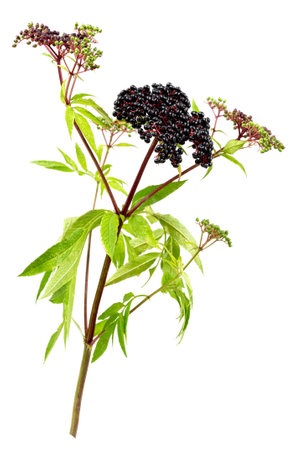 corymb of dwarf elder - sambucus ebulus with black toxic fruits wild plantの写真素材