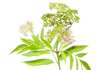 corymb of dwarf elder - sambucus ebulus with black toxic fruits wild plantの写真素材