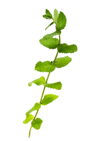 Fresh wild mint on a white background. Medicinal and food aromatic plantの写真素材